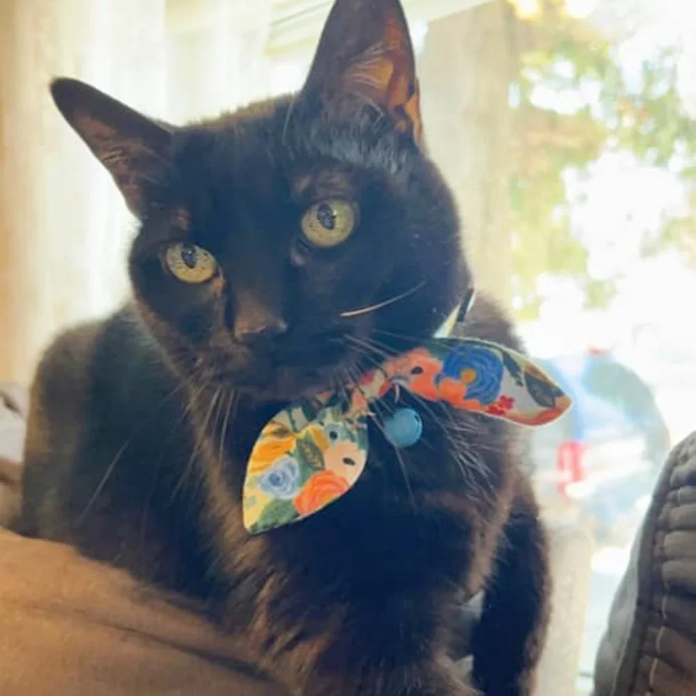 Rifle Paper Co Pointy Bow Cat Collar, Handmade Floral Kitten Collar